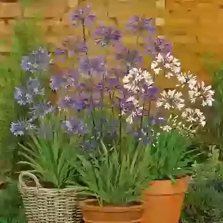 Agapanthus Collection